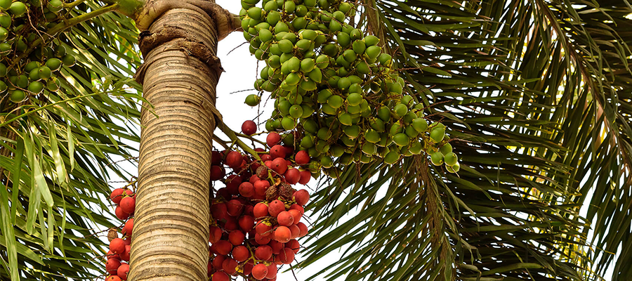Dwarf Palm Extract A Natural Treatment for Hair Loss